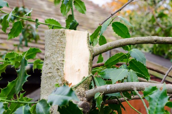 Holly Tree Removal