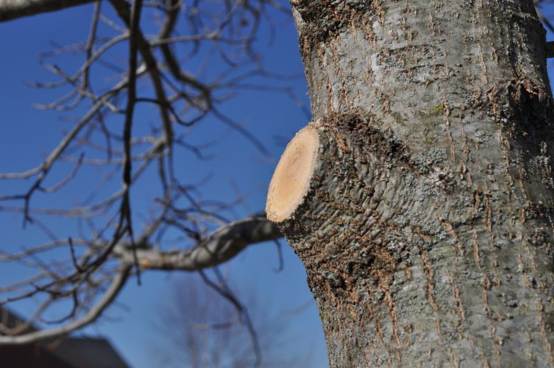 Beech Tree Pruning in San Jose, CA