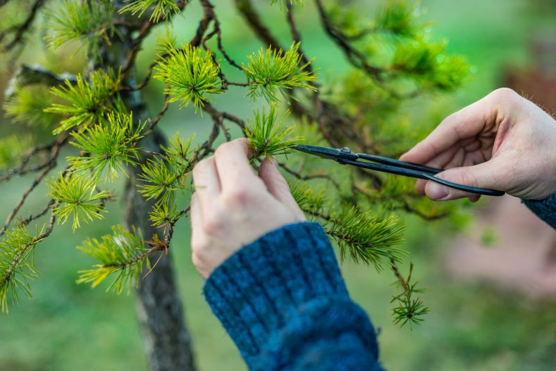 Cedar Tree Pruning in Doylestown, PA