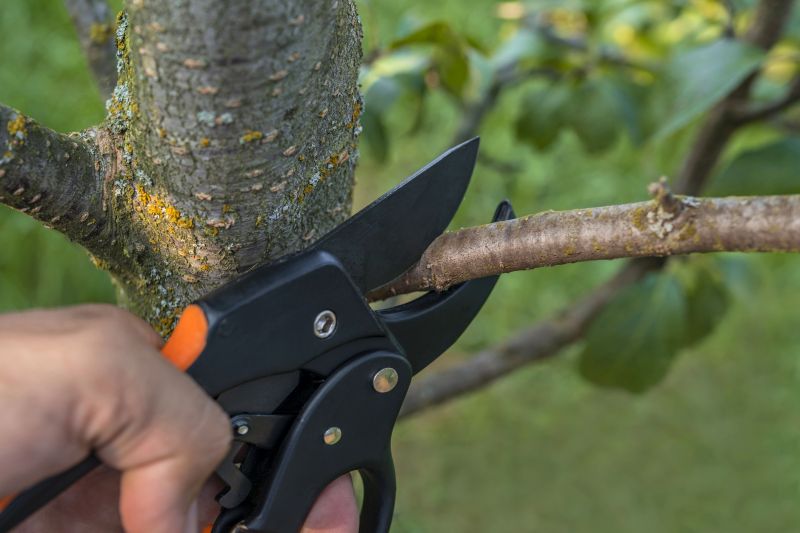 Cypress Tree Removal in Reno, NV