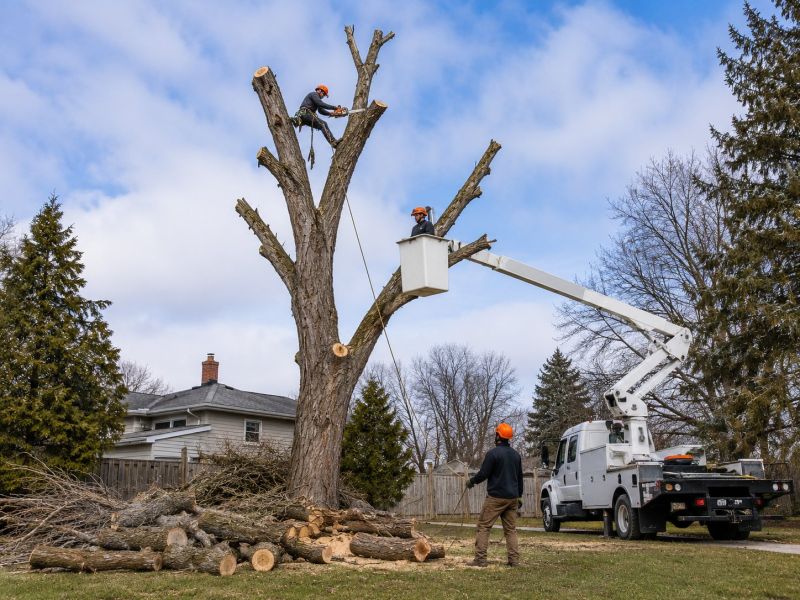 Dead Tree Removal in Pottstown, PA
