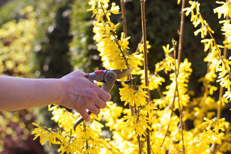 Forsythia Bush Trimming