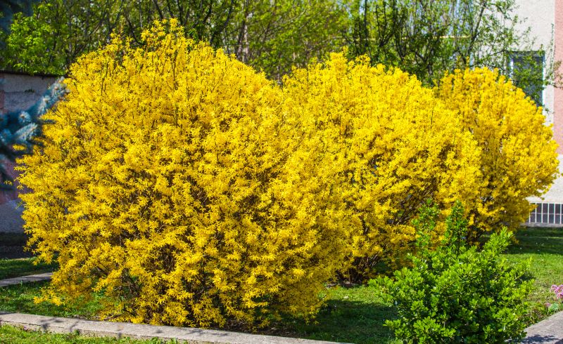 Forsythia Bush Trimming