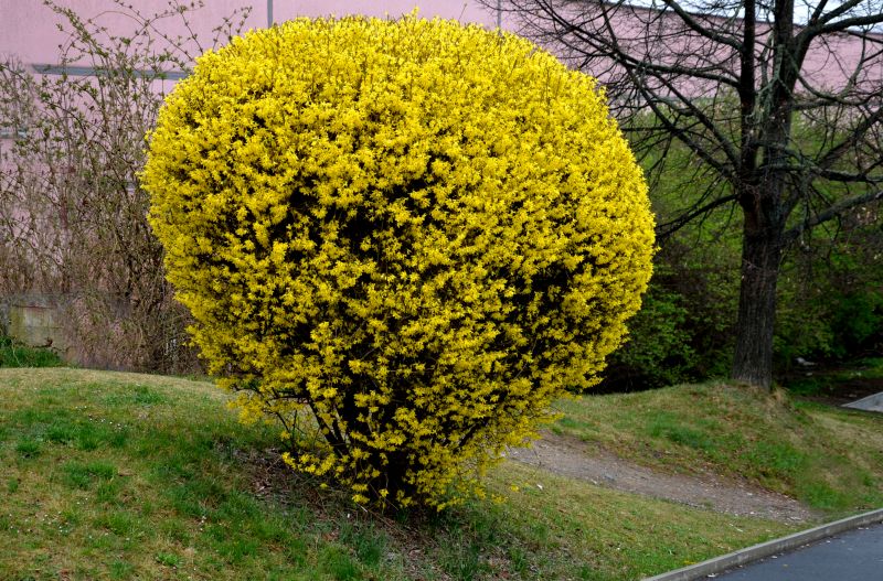 Forsythia Bush Trimming