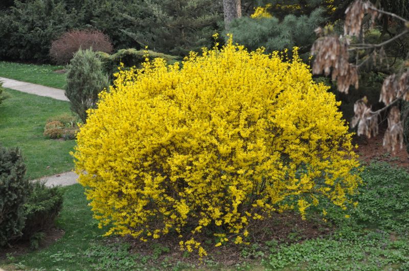 Forsythia Bush Trimming