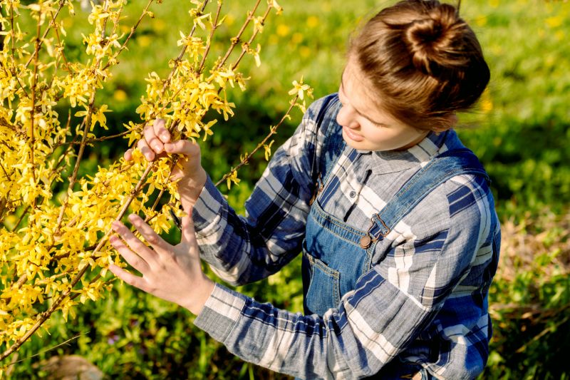 Trimmed Forsythia Bush