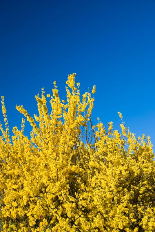 Seasonal Landscape with Forsythia