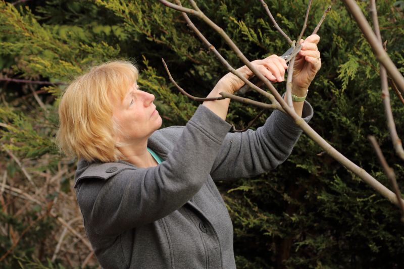 Magnolia Tree Pruning in San Jose, CA