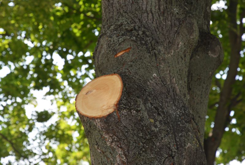 River Birch Trimming in Doylestown, PA