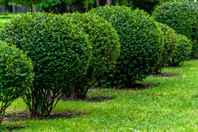 Neatly Trimmed Shrubs