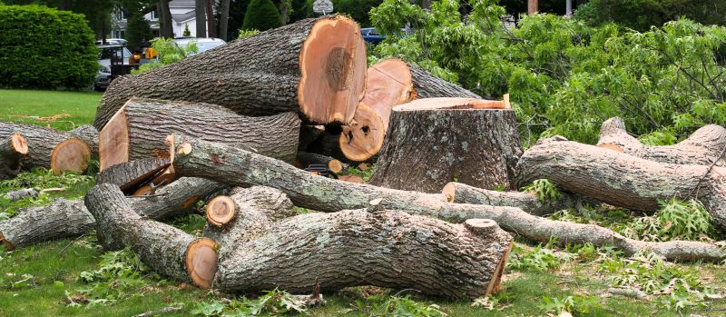 Spruce Tree Removal in Reno, NV