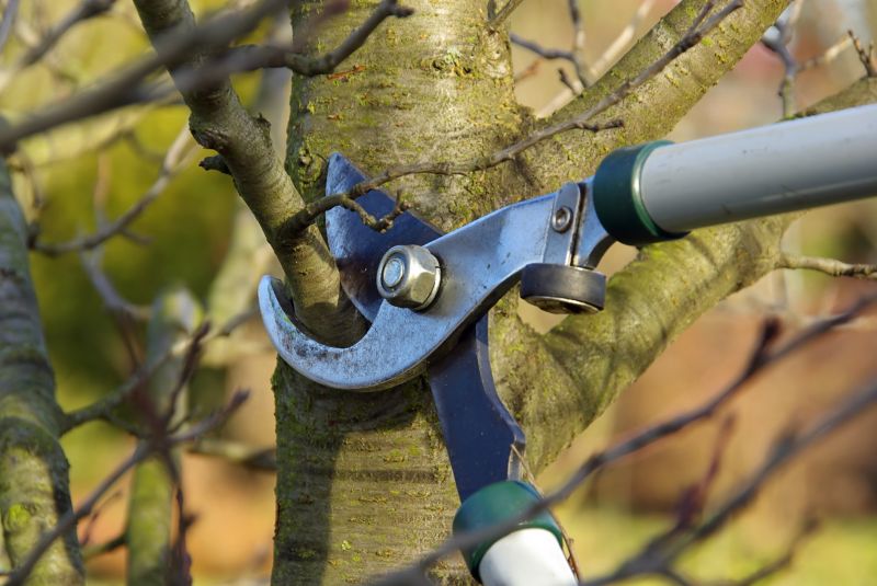 Tree Lopping Service in Doylestown, PA